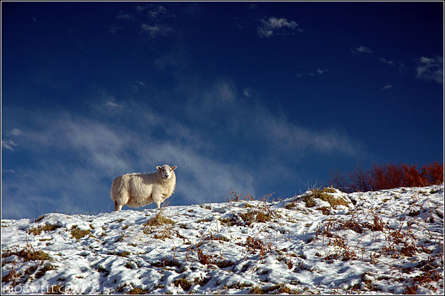 A Sheep.jpg